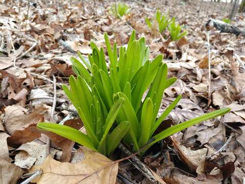 Image of amianthium