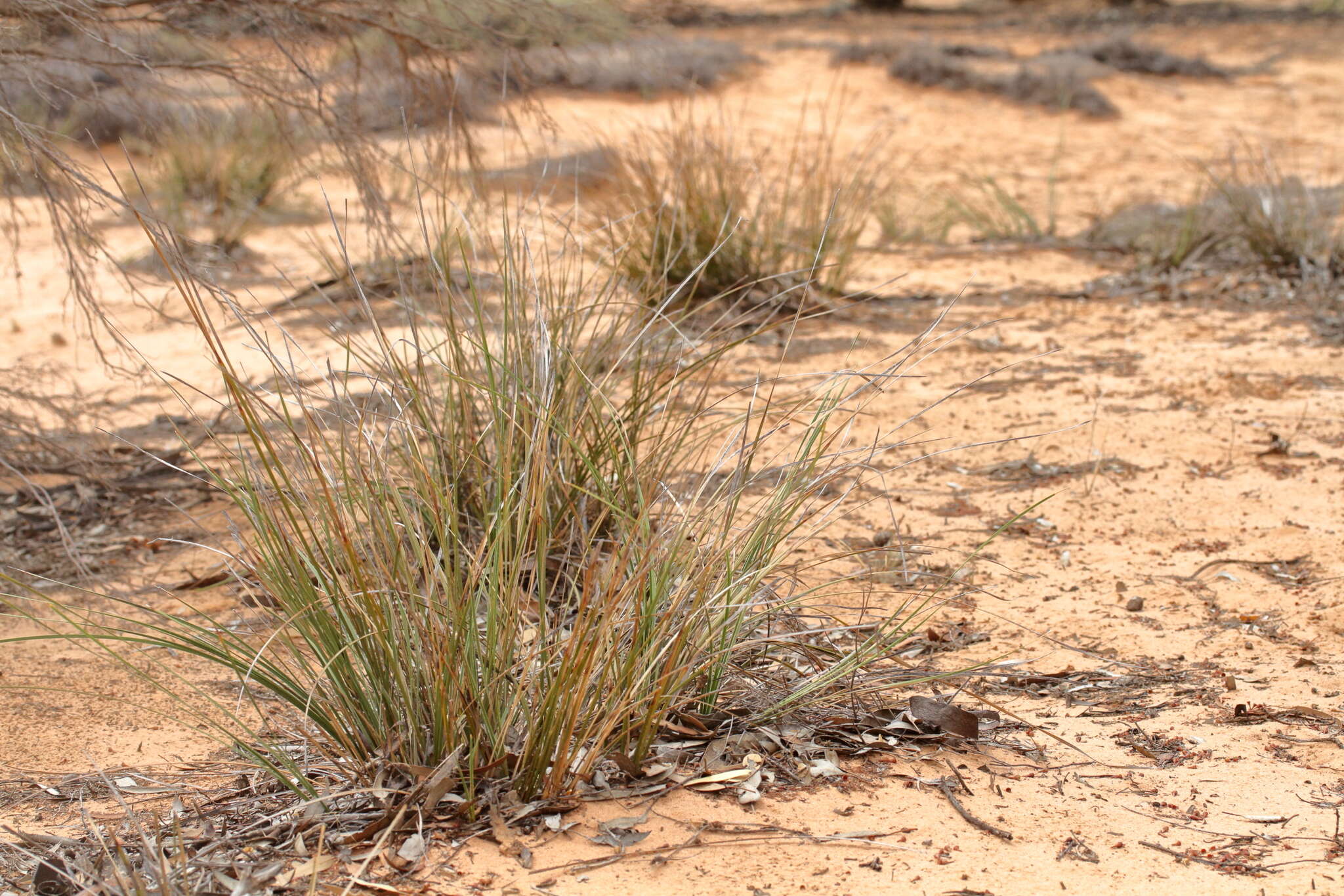 Sivun Lomandra leucocephala subsp. robusta A. T. Lee kuva