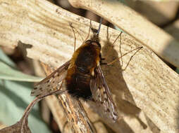 Image de Bombylius discolor Mikan 1796