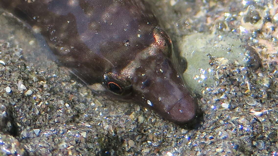 Image of New Zealand urchin clingfish