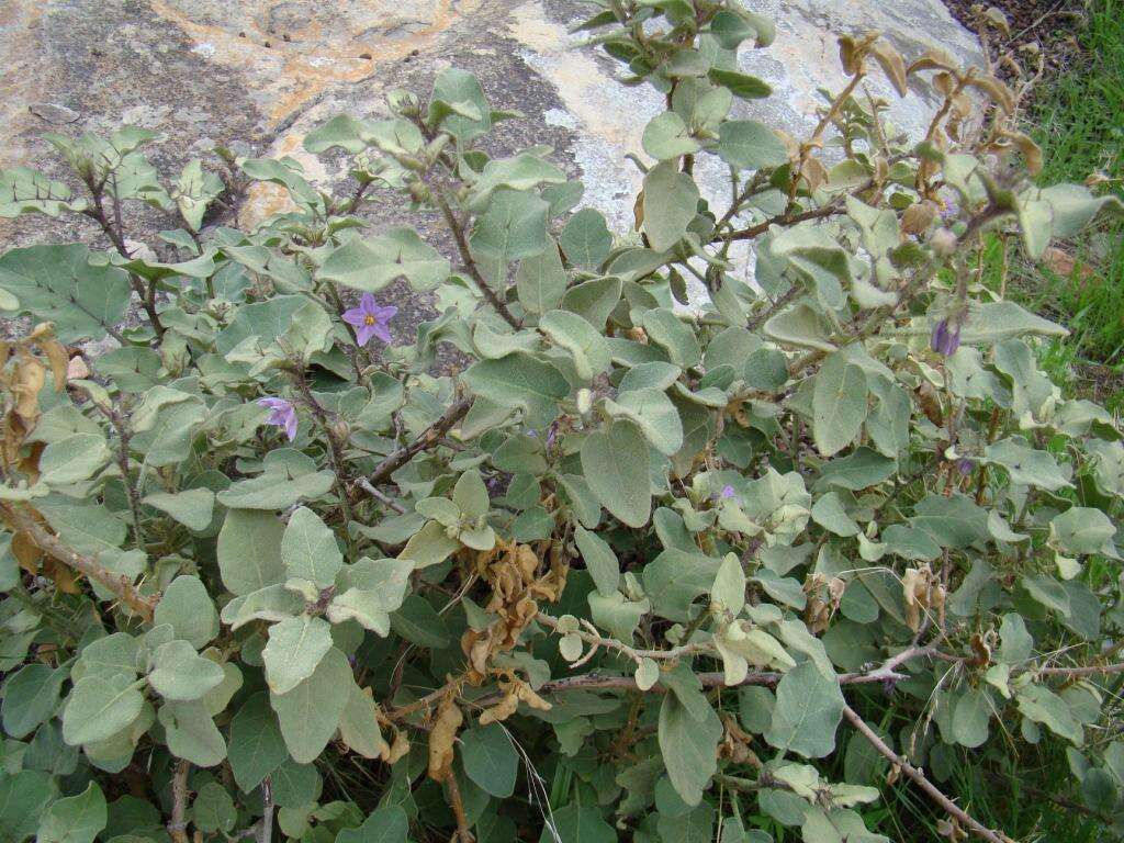 Image of Solanum tomentosum var. tomentosum