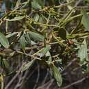 Image of Acacia stipuligera F. Muell.