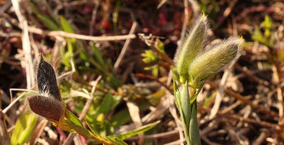 Plancia ëd <i>Liparia angustifolia</i>