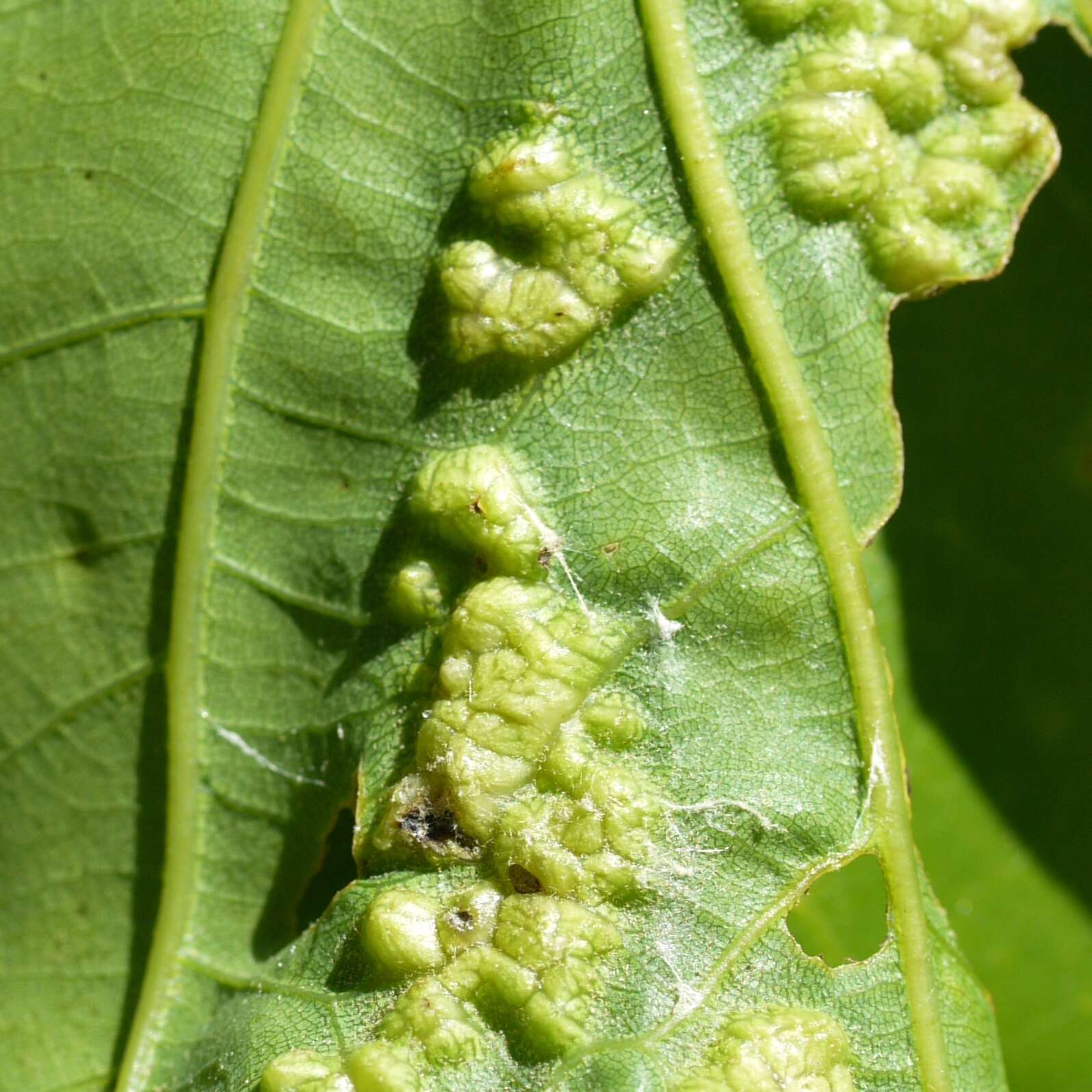 Image of Melikaiella ostensackeni Pujade-Villar 2014