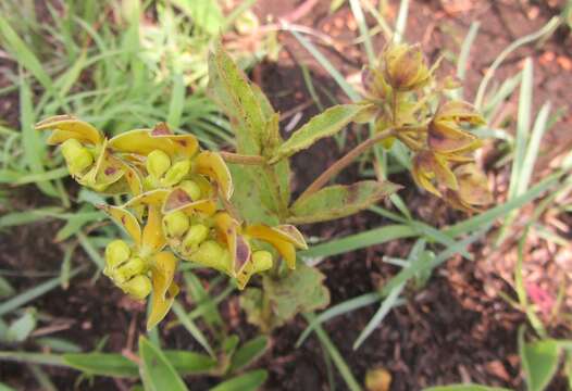 Image of Asclepias dregeana Schltr.