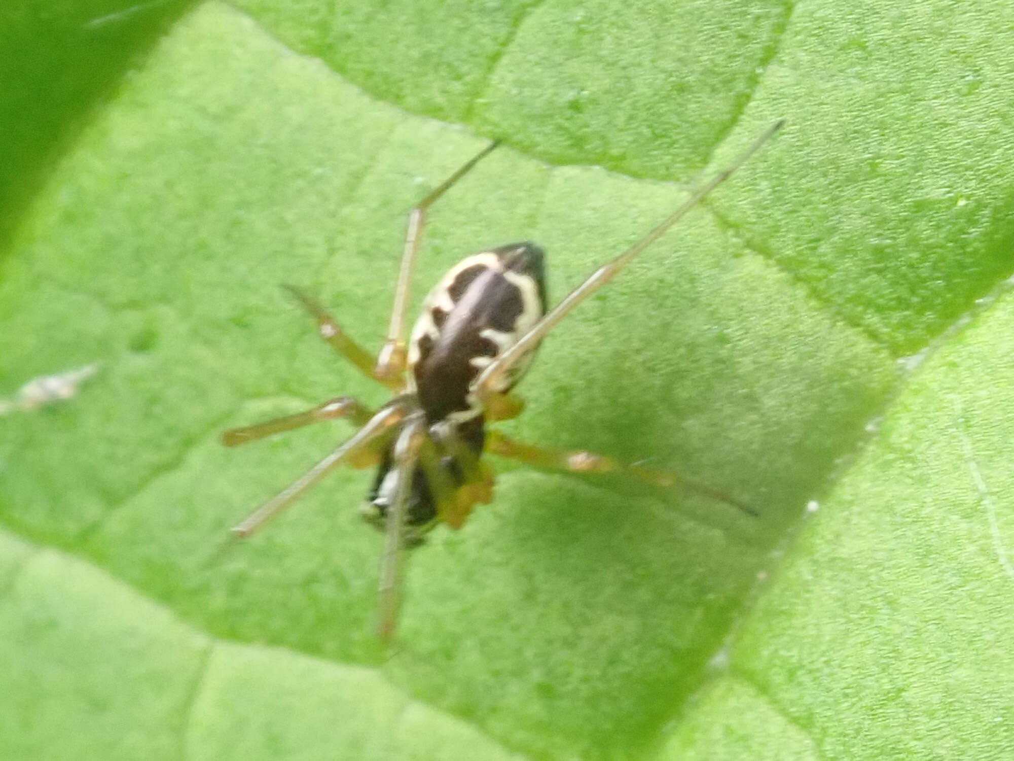 Image of Linyphia hortensis Sundevall 1830