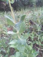 Image of ashy sunflower