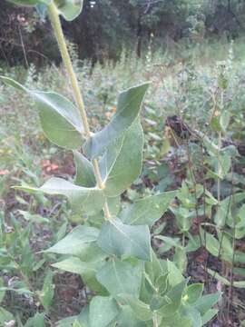 Image of ashy sunflower