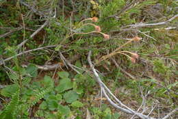 Image of Geum cockaynei (F. Bolle) B. P. J. Molloy & C. J. Webb