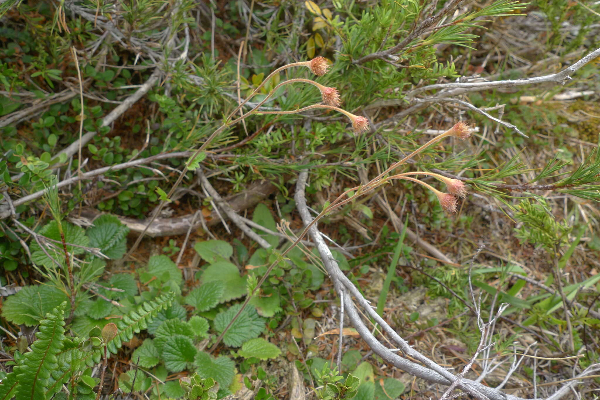 Image of Geum cockaynei (F. Bolle) B. P. J. Molloy & C. J. Webb