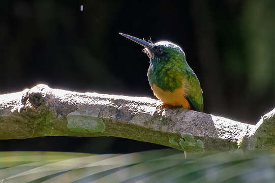 Image of Bluish-fronted Jacamar