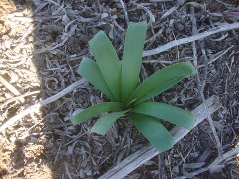 Image of Ammocharis longifolia (L.) Herb.