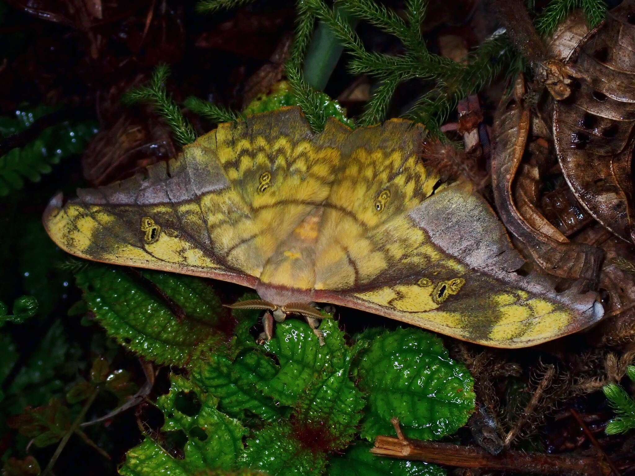 Image of Antheraea rosieri (Toxopeus 1940)