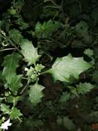 Imagem de Solanum villosum subsp. miniatum (Bernh. ex Willd.) J. M. Edmonds