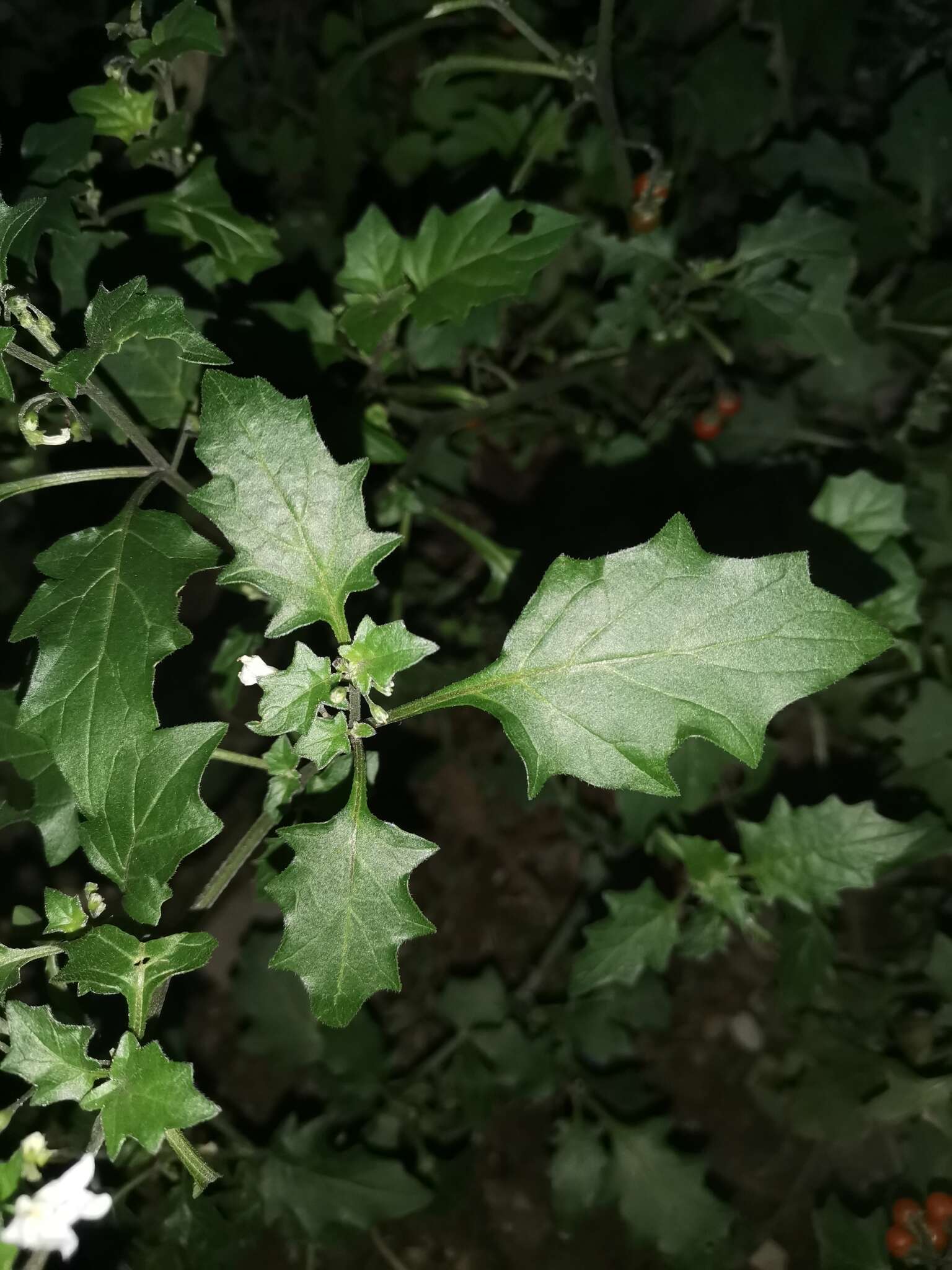 Image of Solanum villosum subsp. miniatum (Bernh. ex Willd.) J. M. Edmonds