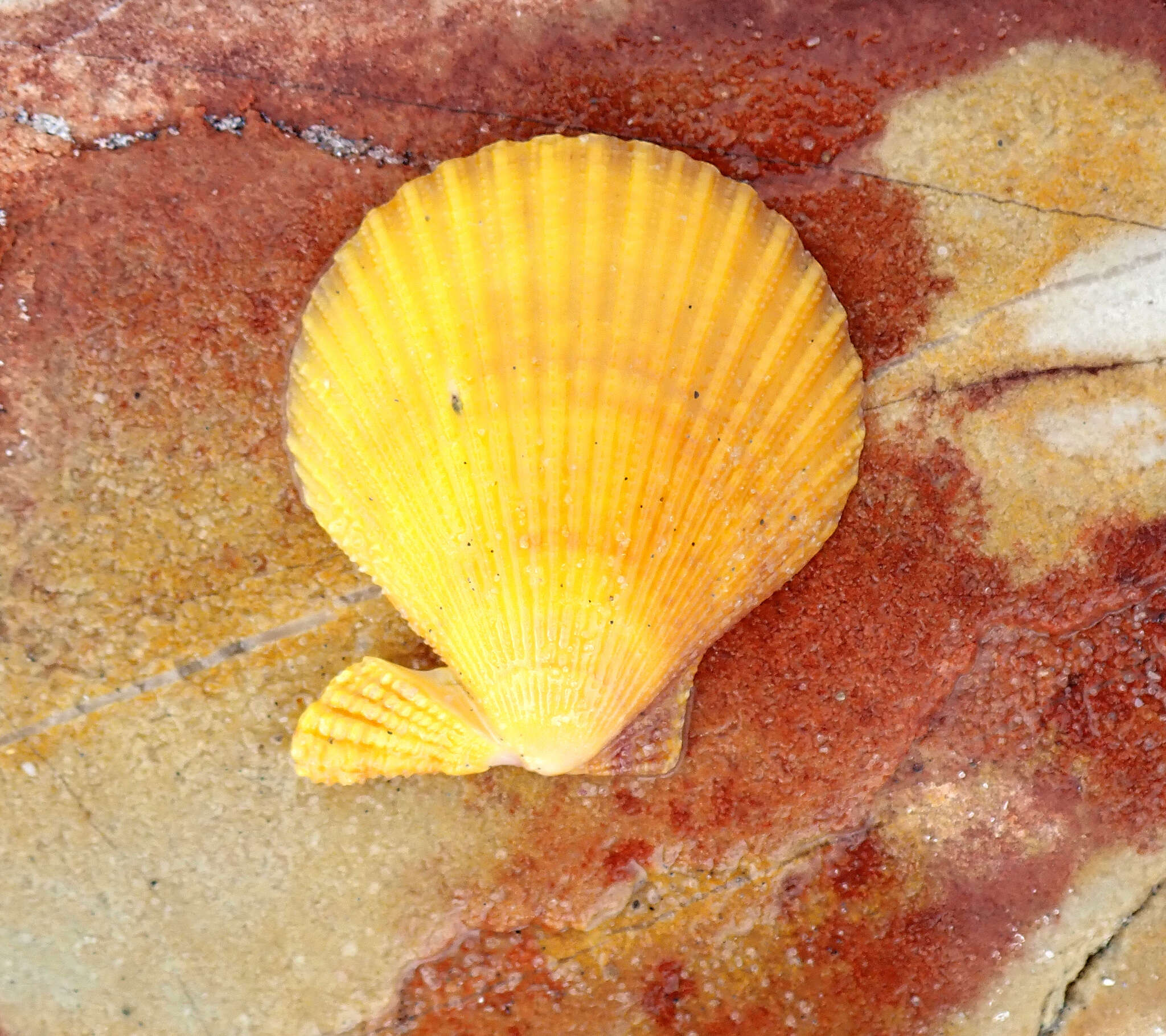 Image of austral scallop