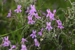 Image de Jamesbrittenia microphylla (L. fil.) O. M. Hilliard