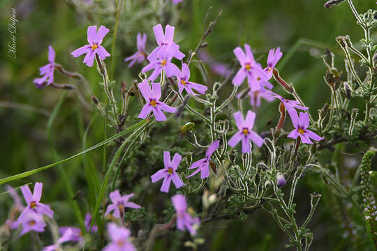 Image of Jamesbrittenia microphylla (L. fil.) O. M. Hilliard