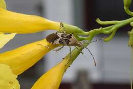 صورة Hypselonotus punctiventris Stål 1862