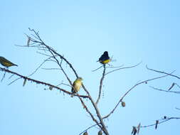 Image of Euphonia godmani