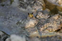 Image of Prairie Yellowjacket