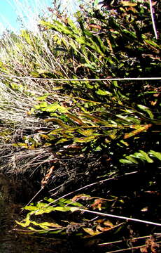 Image of Golden Leather Fern