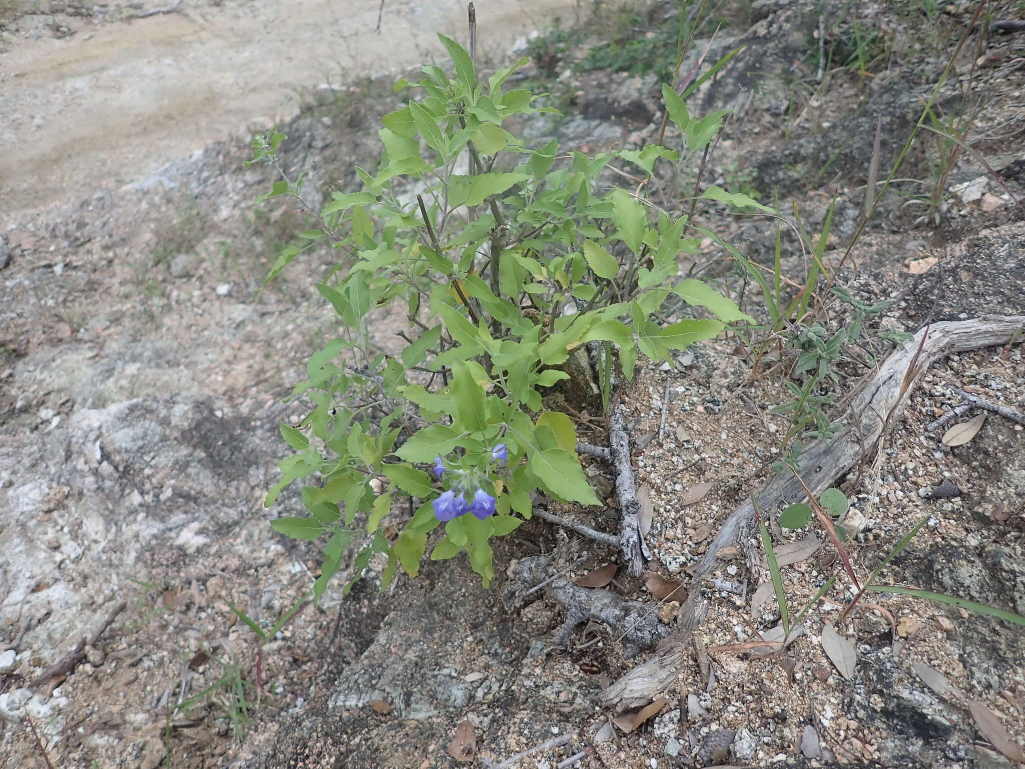 Image of Salvia similis Brandegee