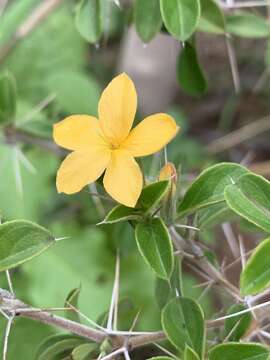 Imagem de Barleria holubii C. B. Cl.