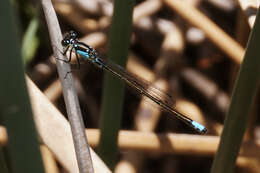 Image of Plains Forktail