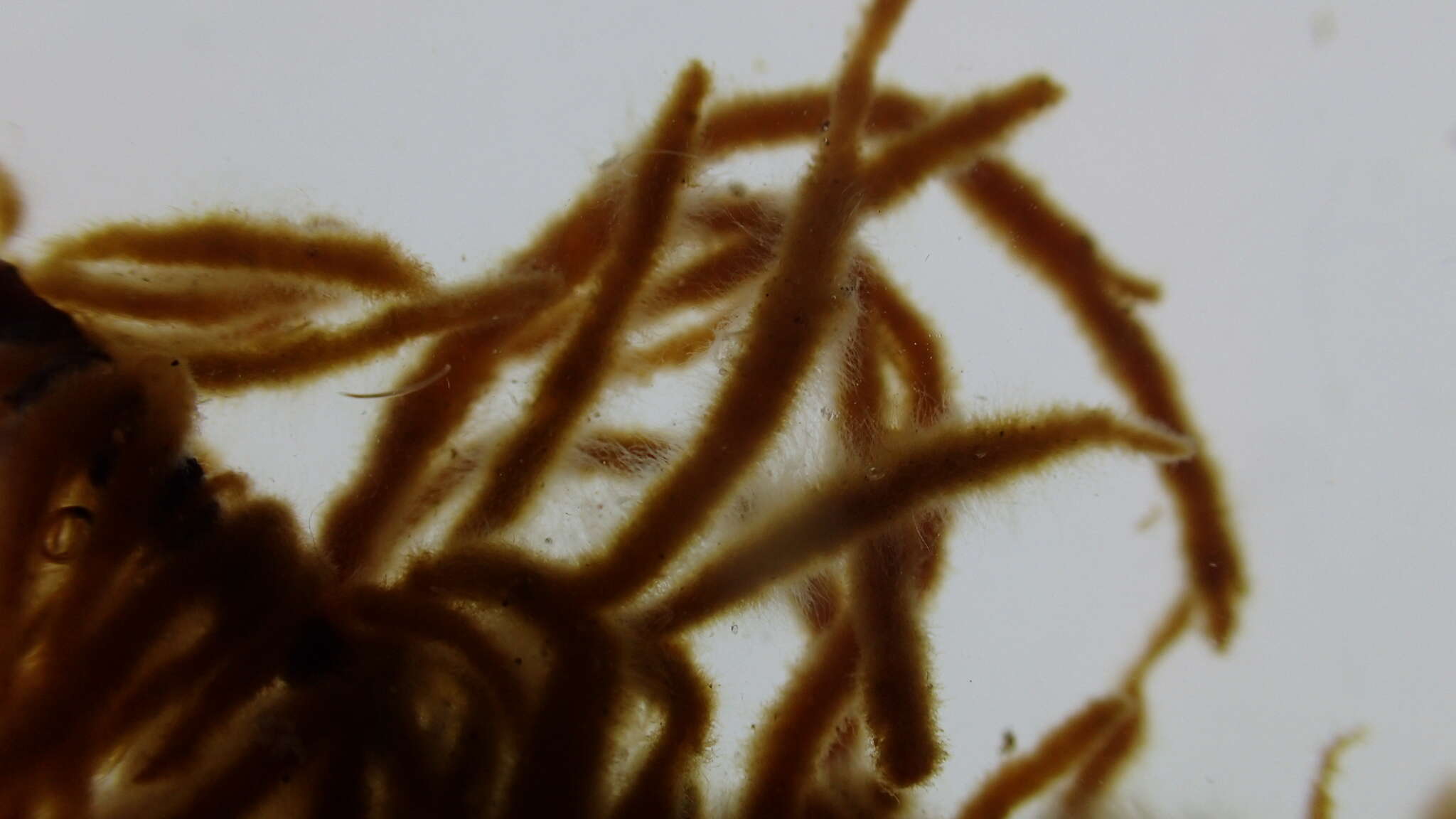 Image of Spongonema