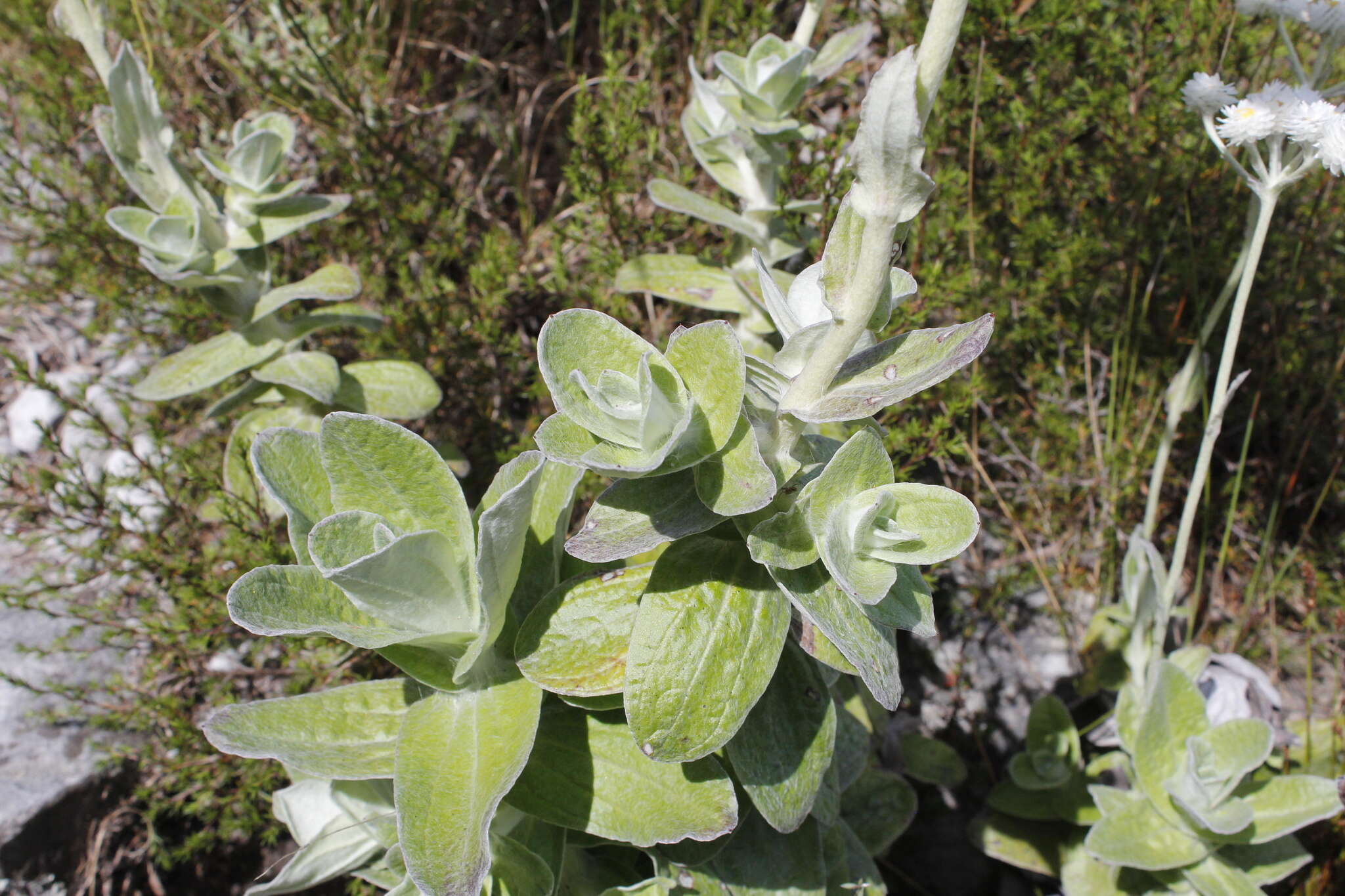 Helichrysum fruticans (L.) D. Don resmi