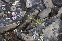 Image of narrow-leaved campion