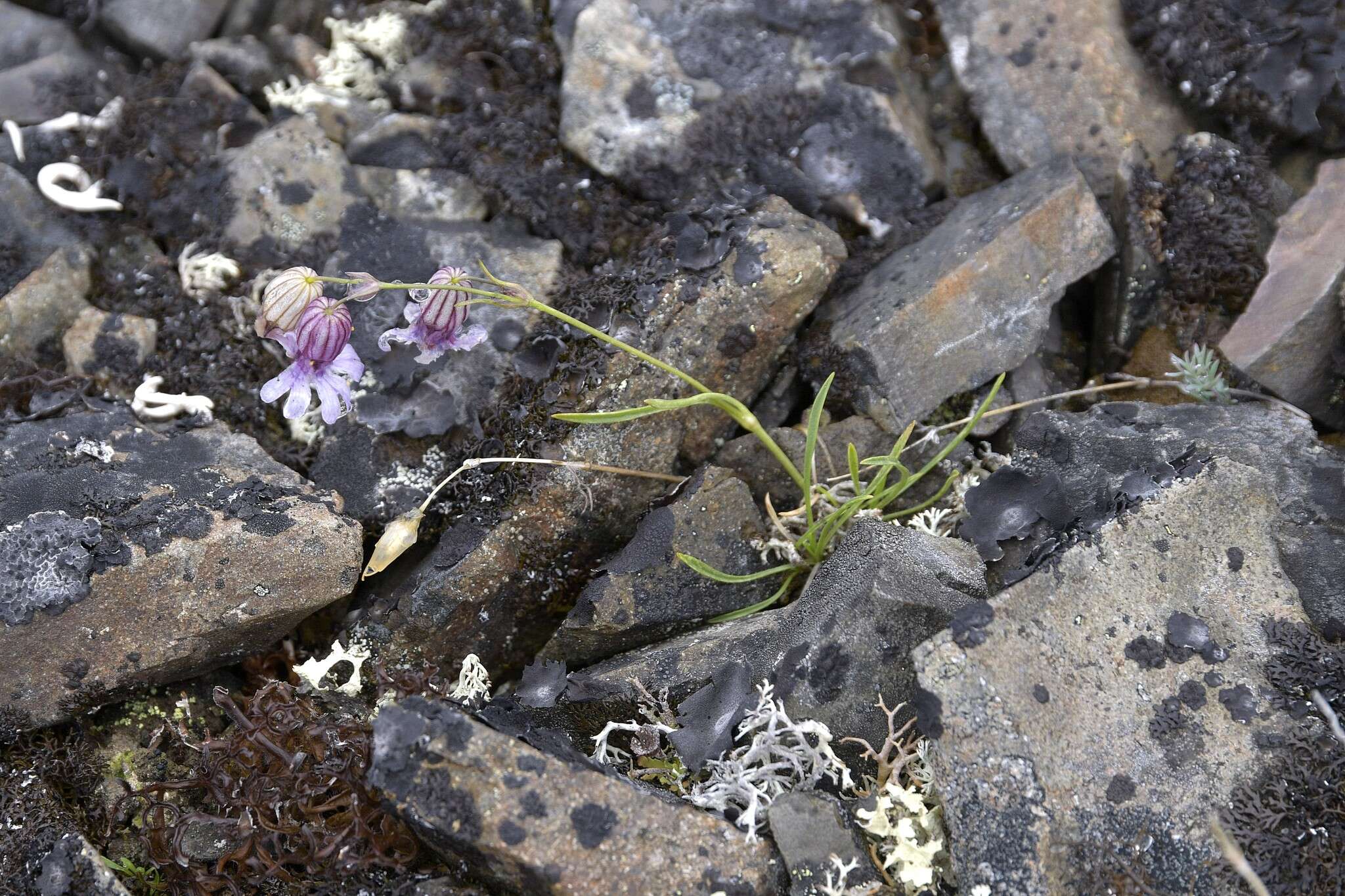 Image of narrow-leafed campion
