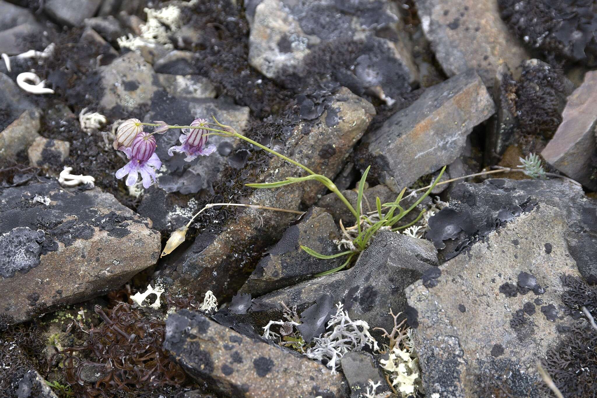 Image of narrow-leaved campion