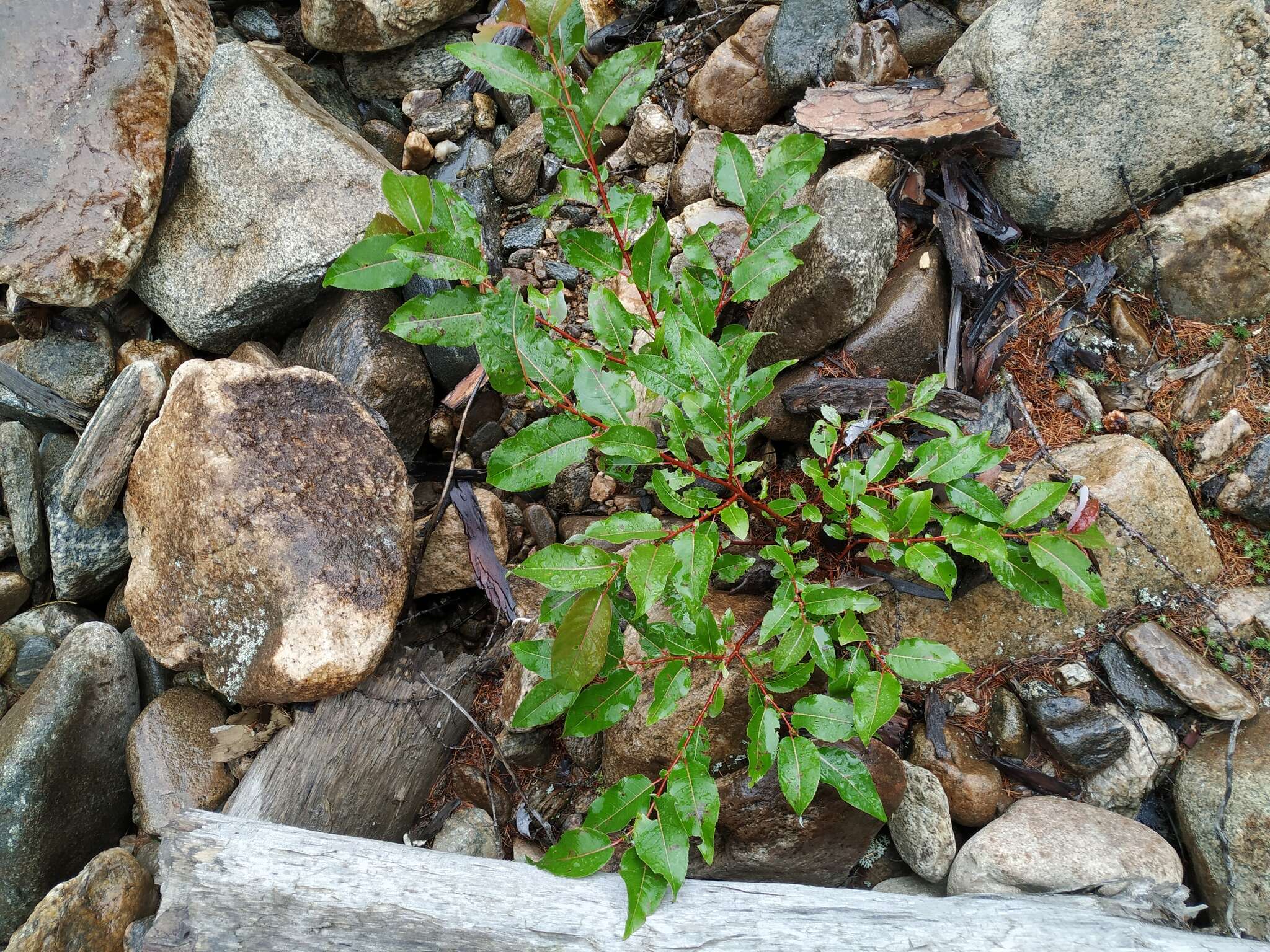 Image of Chosenia cardiophylla (Trautv. & C. A. Mey.) N Chao
