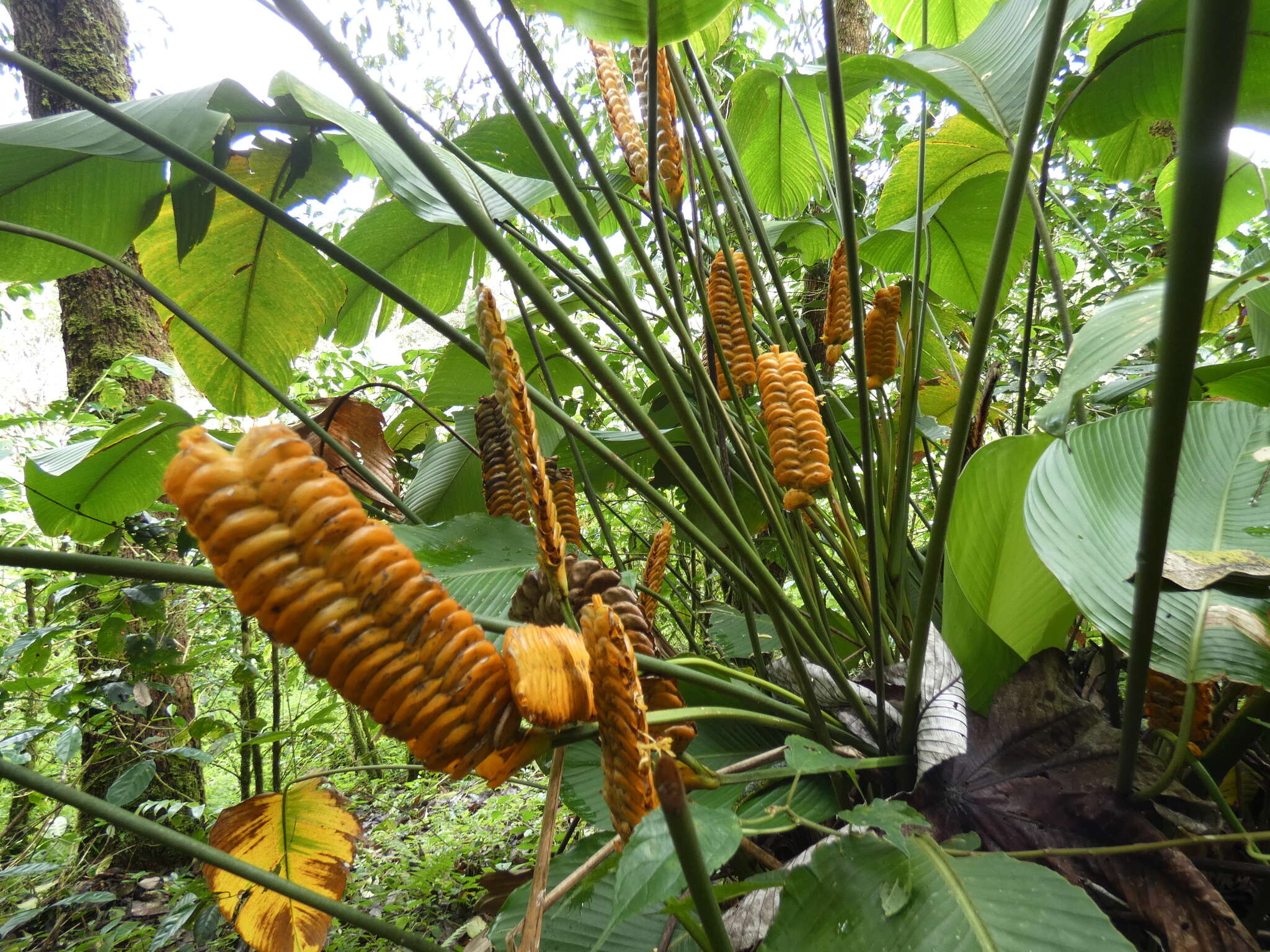 Image of rattlesnake plant