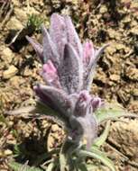 Image of splithair Indian paintbrush