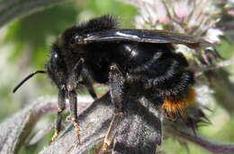 Plancia ëd Bombus rupestris (Fabricius 1793)