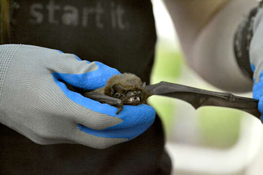 Image of Giant Noctule