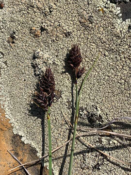 Image of blackandwhite sedge