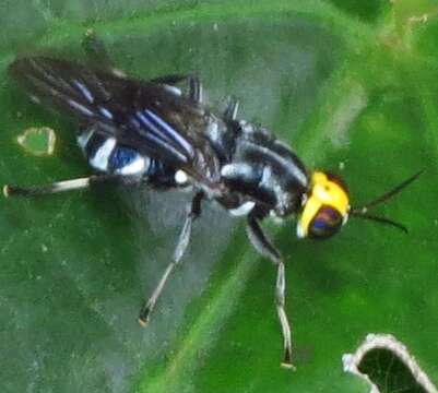 Image of Cyphomyia wiedemanni Gerstaecker 1857