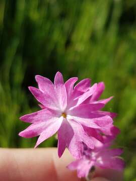 Image of prairie woodland-star