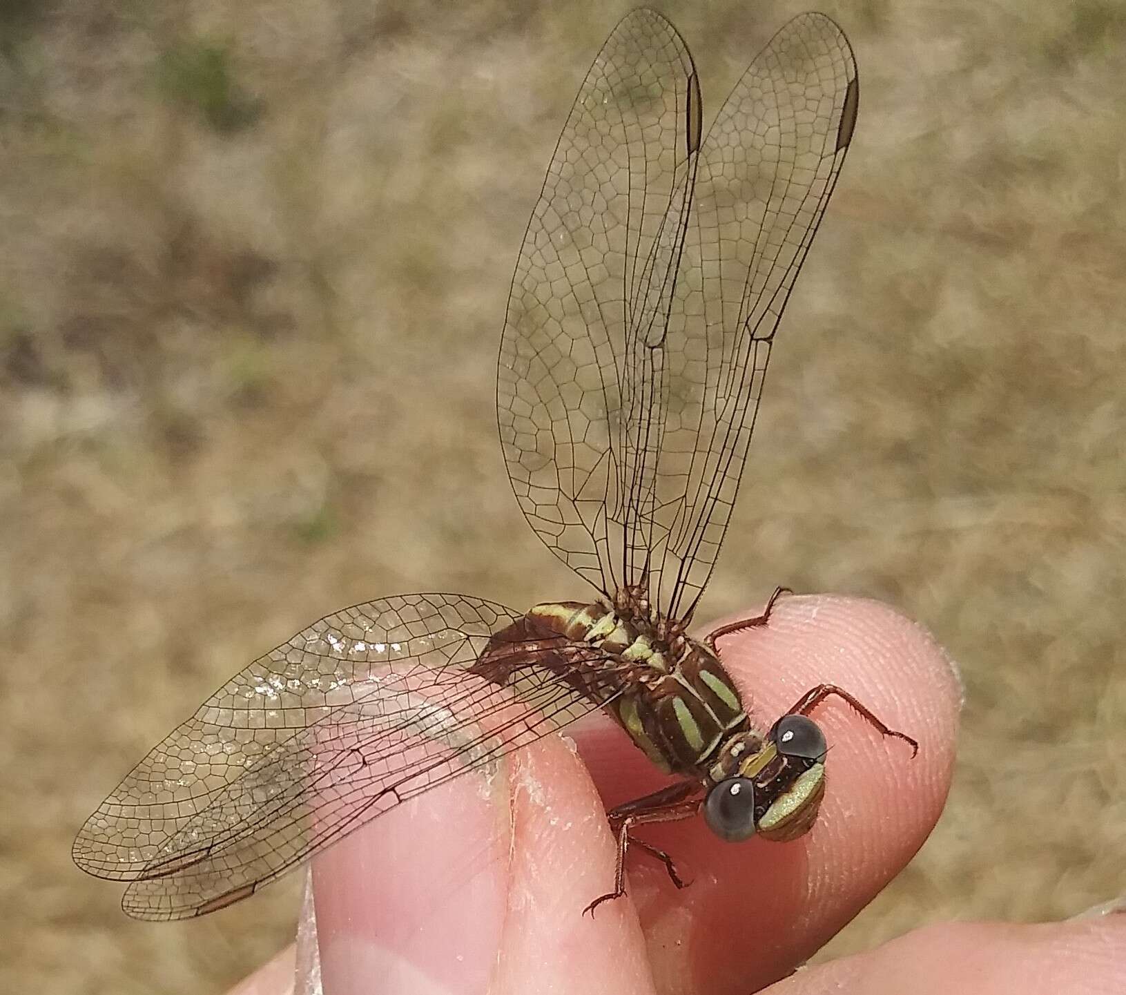 Image of Phanogomphus cavillaris (Needham 1902)