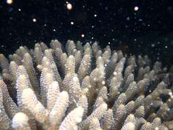 Image de Acropora millepora (Ehrenberg 1834)