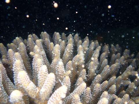 Image of Staghorn coral