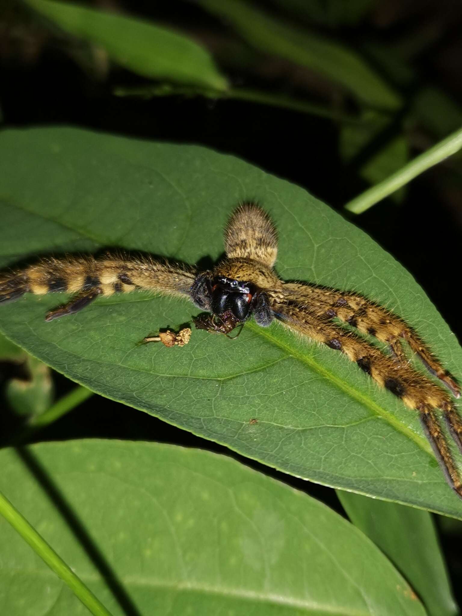 Image of Rhitymna verruca (Wang 1991)