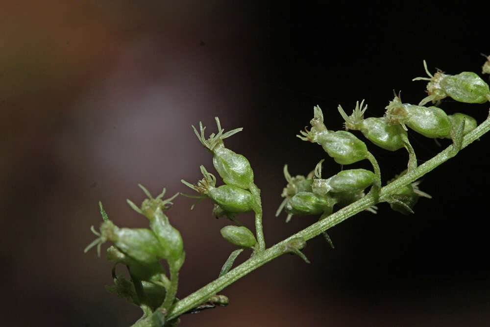 Image of Artemisia stolonifera (Maxim.) Kom.