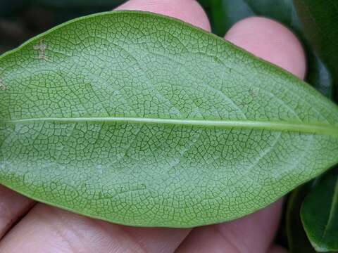 Plancia ëd Rhaphiolepis indica var. umbellata (Thunb. ex Murray) H. Ohashi