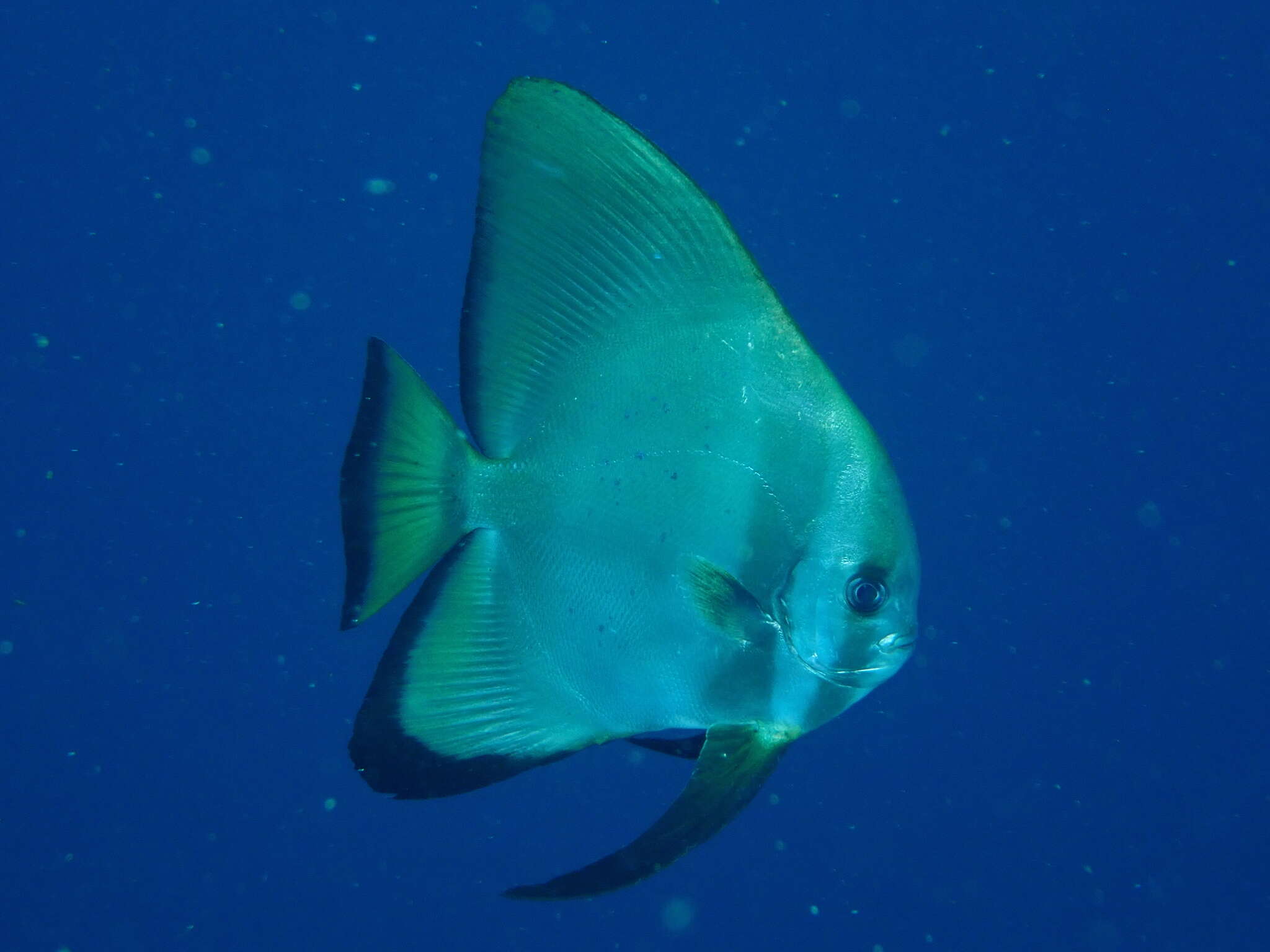 Image of Golden batfish