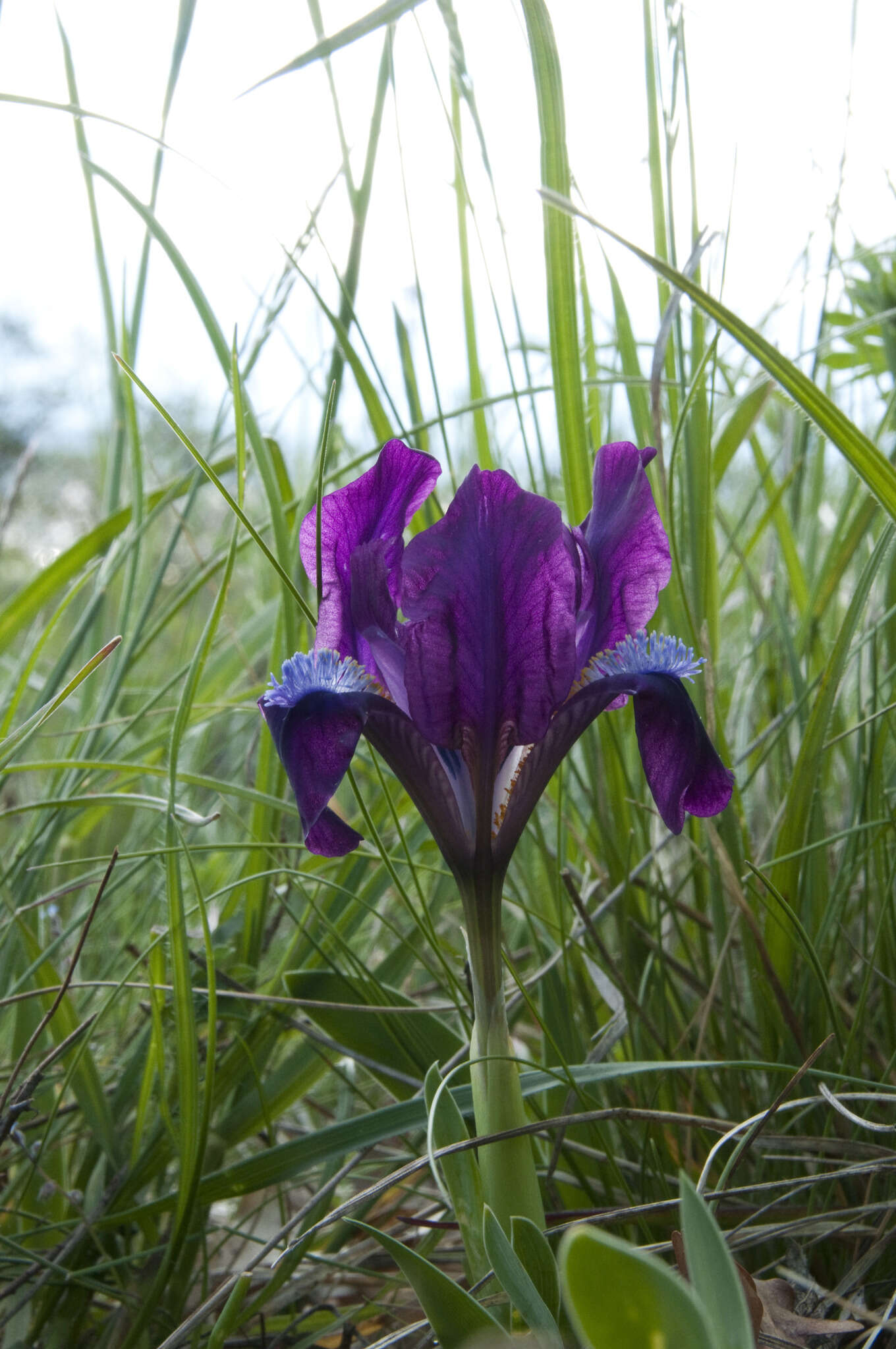 Plancia ëd Iris pumila subsp. pumila